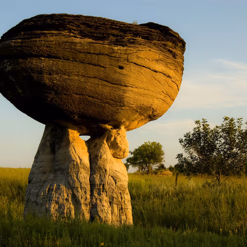 bizarre forms of nature