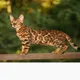 Cat Breeds
