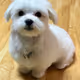 Doggo