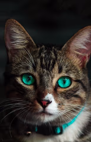 Animals Cute