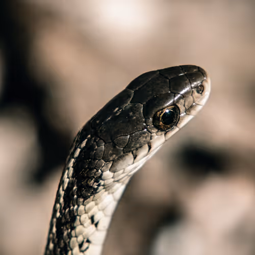 A close up of a snake.