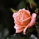 Texas rose