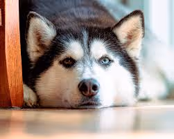 Haska