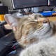 Coding