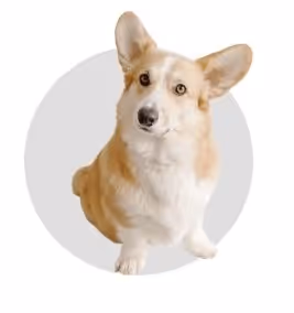 Dog fast