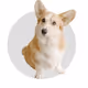 Dog fast
