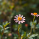 Nature and flower