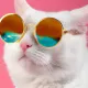 kedi