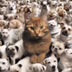 cat in a dogs world