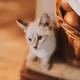 t h e CAT