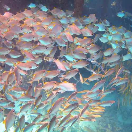Sea