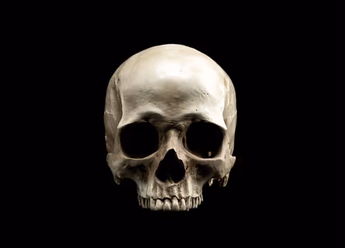 Skull Model