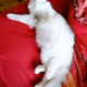 Funny Cat