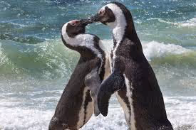 пингвиньи нежности