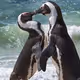 пингвиньи нежности