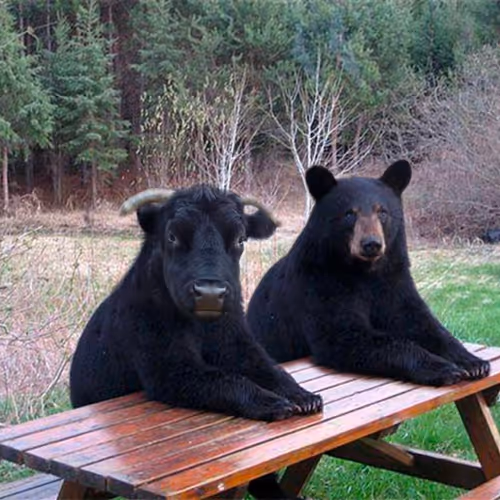 Bull or Bear Market?