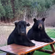Bull or Bear Market?