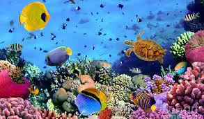 UNDERWATER WORLD