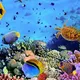 UNDERWATER WORLD