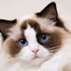 ZORA CAT
