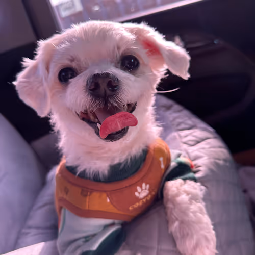 Happy Maltese