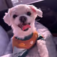Happy Maltese