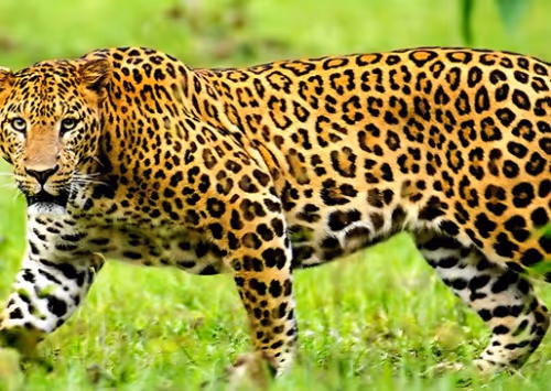 leopard