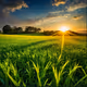 grassnew