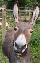 Donkey
