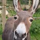 Donkey