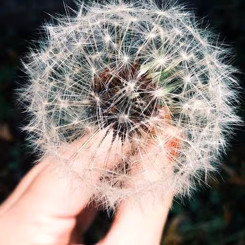 Resolutions Trustees Then