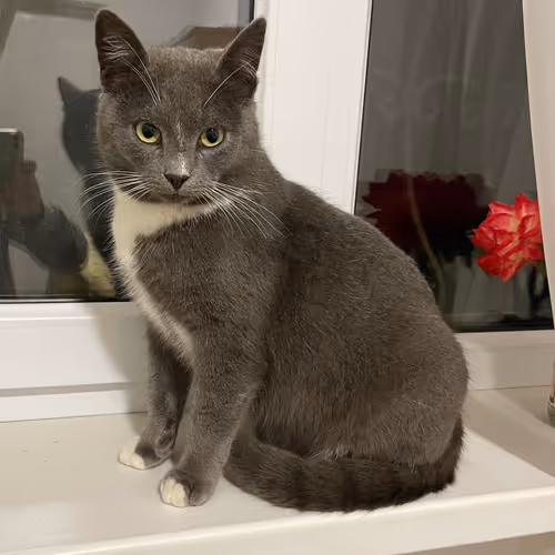ZORA CAT ENJOY