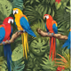 Parrots