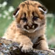 Animal 4