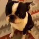 I love dogs <3