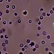 Zorb Blood Cells