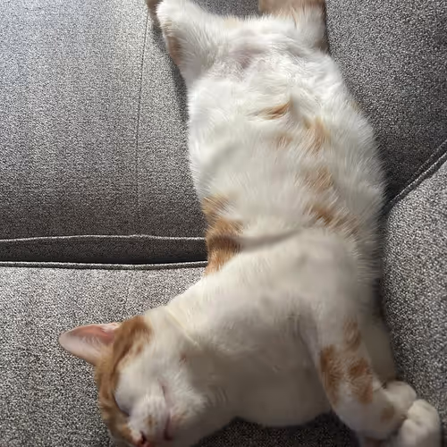 Mauro