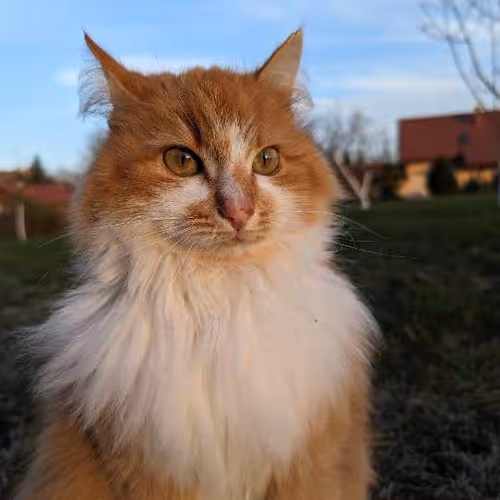 Sweet kitty!