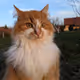 Sweet kitty!