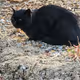 black cat