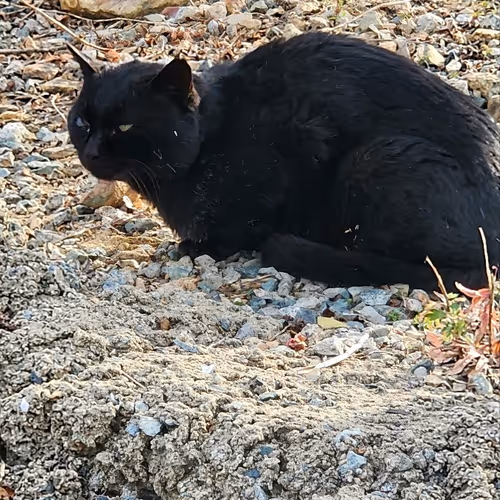 black cat
