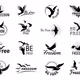 freedom