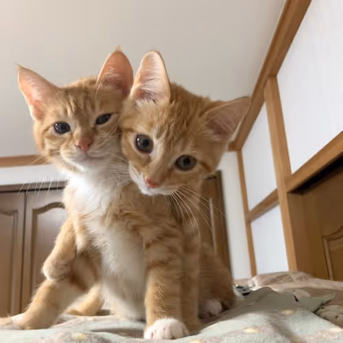 cats