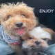 ENJOY DOG
