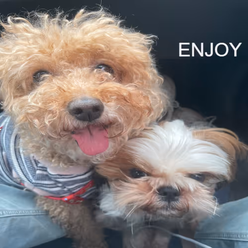 ENJOY DOG