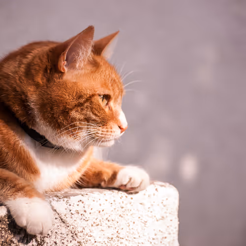 Just cool cat's