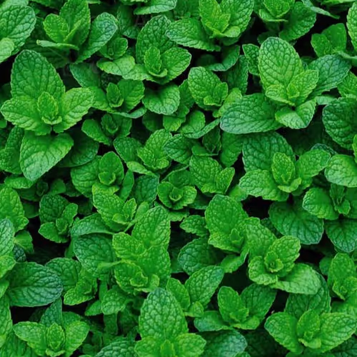 Mint