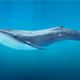 Whale №1
