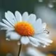 chamomile