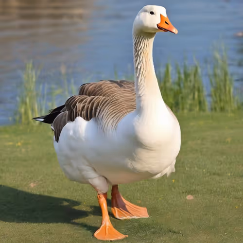 goose